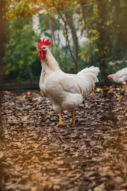 Chicken in colorful autumn background