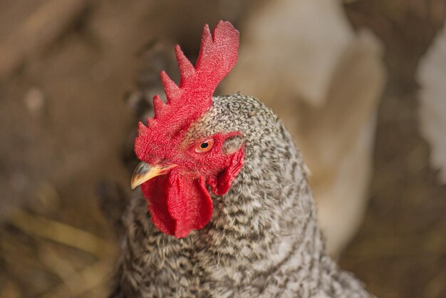 Chicken in a coop Bio chickens at henhouse close up