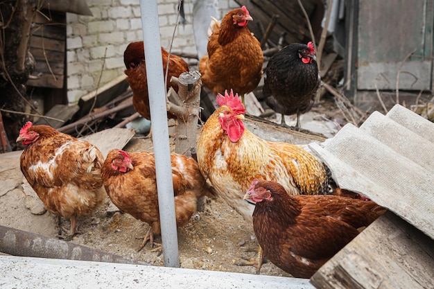 Chicken coop chicken and rooster walking agriculture petih and hens on a walk