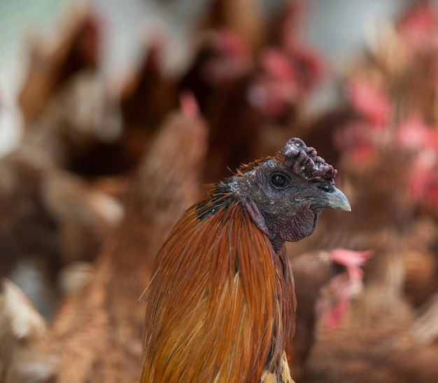 農場の小屋の鶏の鶏