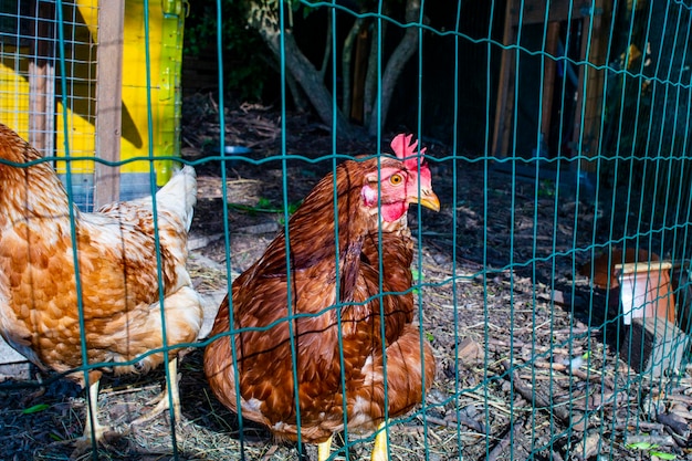 Chicken in diy chicken coop at countryhouse