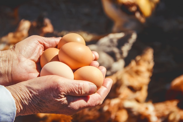 Chicken domestic eggs in hands. Selective focus.