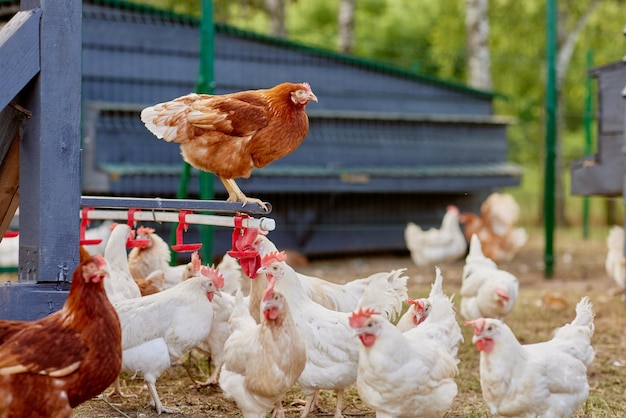 Chicken drinking water from a drinker at chicken eco farm free range chicken farm