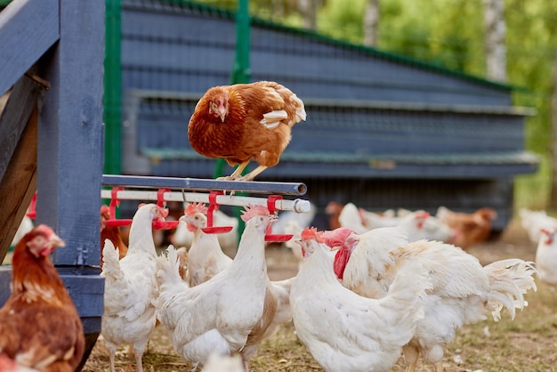 chicken drinking water from a drinker at chicken eco farm free range chicken farm