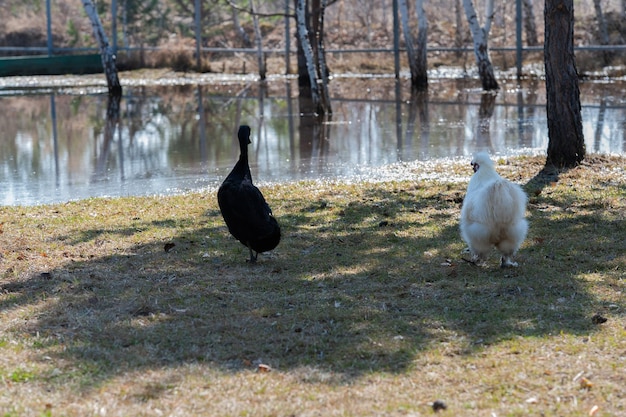 chicken and duck are walking near the lake