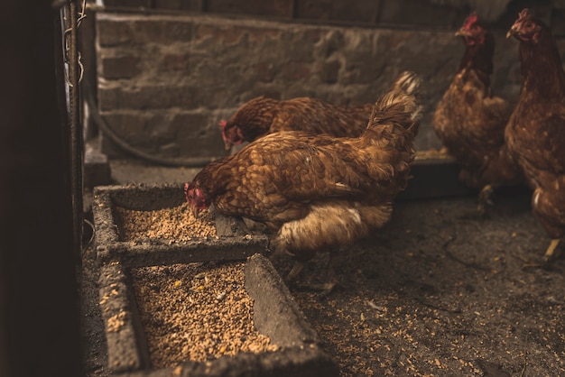 Chicken eating on farm