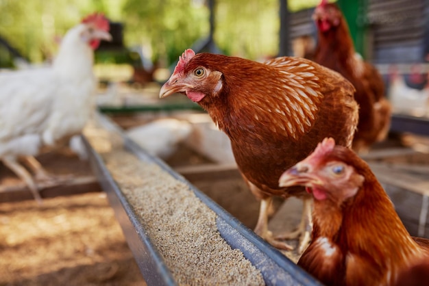 エコ養鶏場の放し飼い養鶏場で鶏が飼料と穀物を食べる