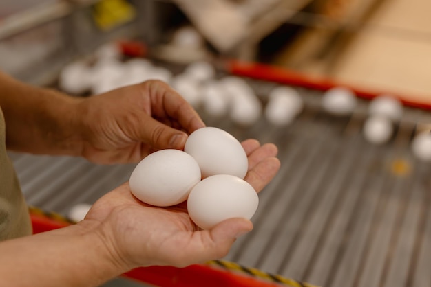 chicken egg in the farmer's hand closeup at the poultry farm