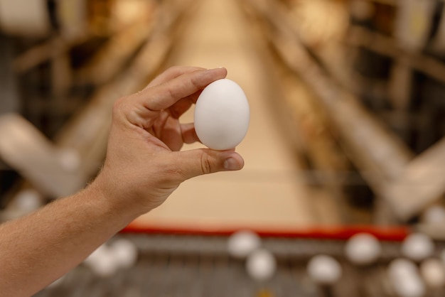 chicken egg in the farmer's hand closeup at the poultry farm