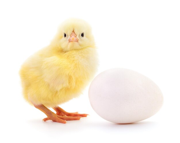 Курица и яйцо на белом фоне