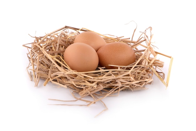 Chicken egg isolated