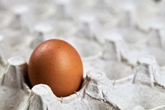 Chicken egg in paper egg tray