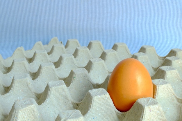 Chicken egg put on paper tray