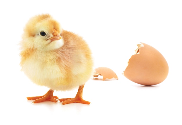 Chicken and an egg shell on white background