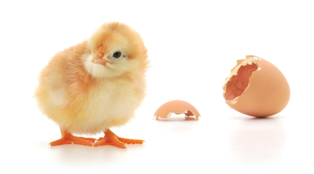 Chicken and an egg shell on white background