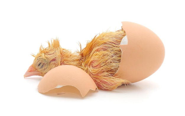 Foto pollo e guscio d'uovo