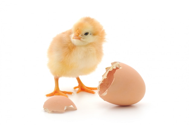 Chicken and an egg shell