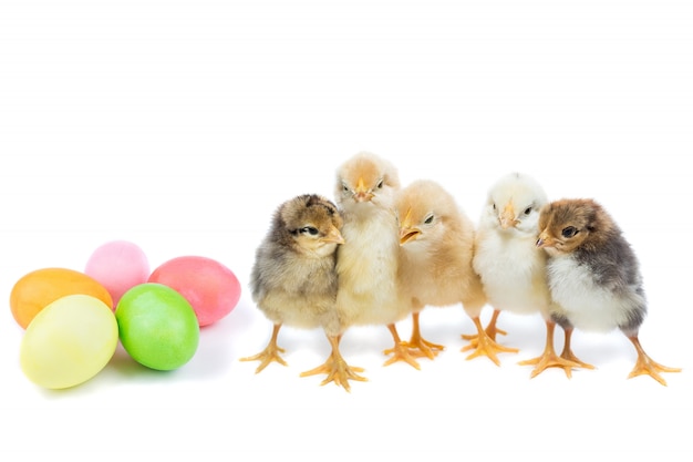 Chicken egg on white background