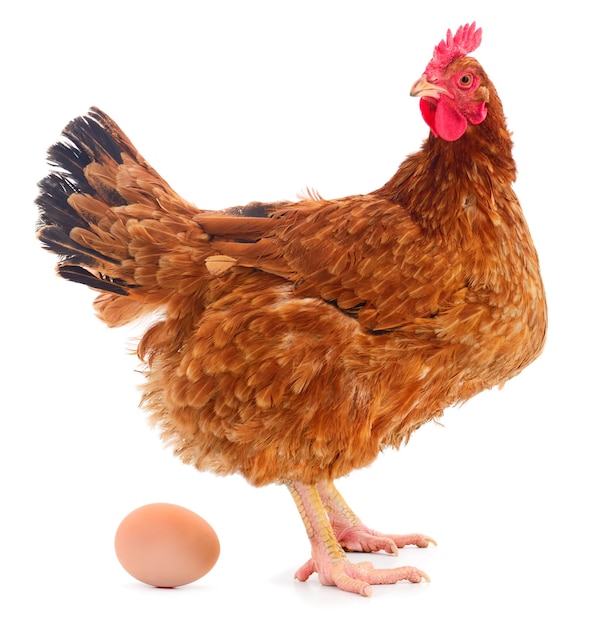 Chicken and egg