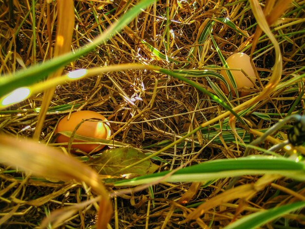 Chicken eggs in the grass on a summer day.