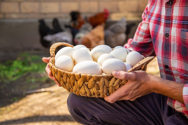 Chicken eggs in the hands of a man