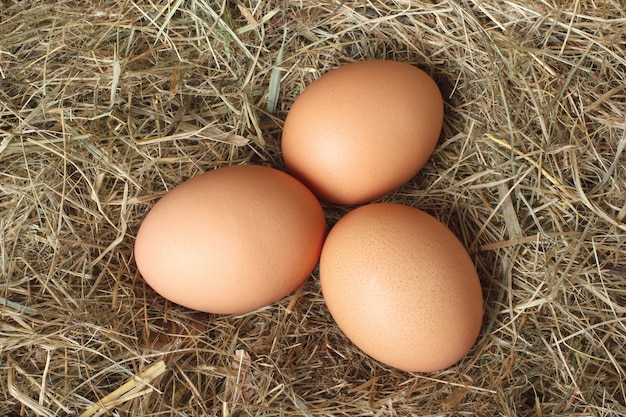 Uova di gallina sul nido di fieno