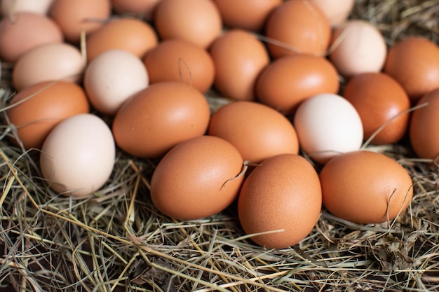 Chicken eggs lie in a nest on the hay Easter background