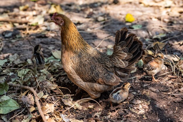 The chicken family in the morning