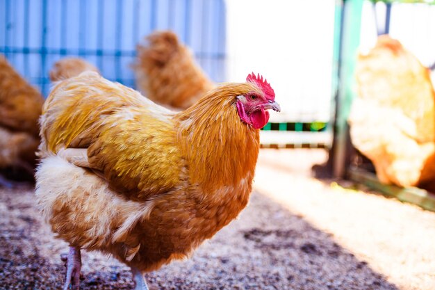 Chicken on a farm Hen and Rooster