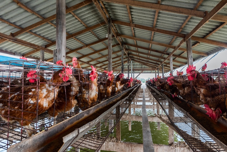 Chicken farm located in the middle of the river.