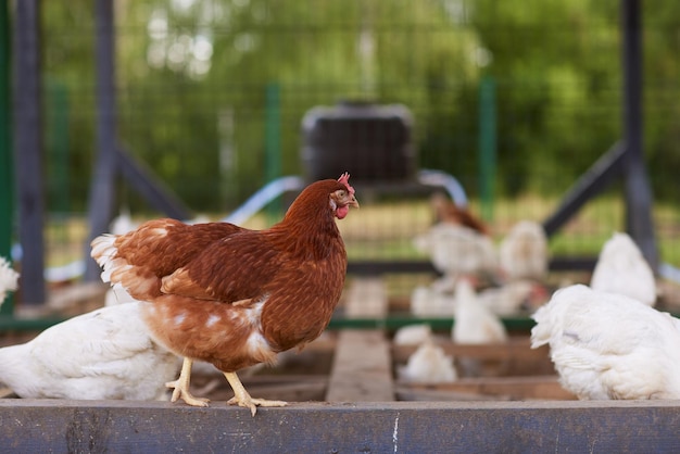 Chicken farm in sunny weather free range chicken farm