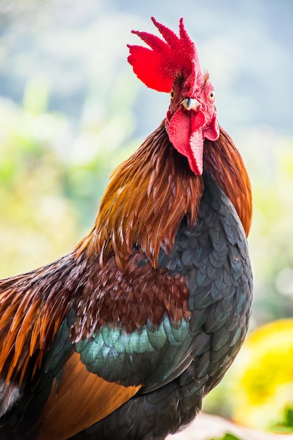 Chicken in the farm, for thanksgiving day