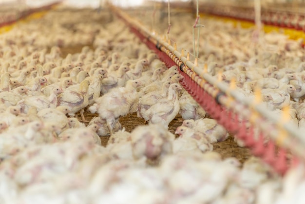 A chicken farm with a chicken cage on the roof