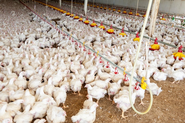 A chicken farm with a number of chickens on the side