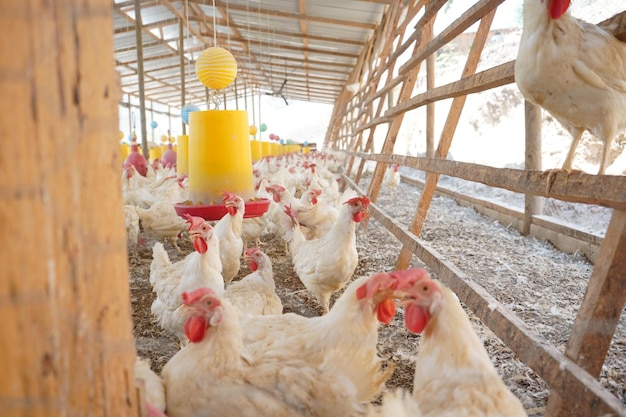 A chicken farm with a yellow container hanging from the ceiling.