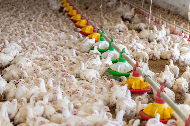 A chicken farm with a yellow and green object on the front of it.