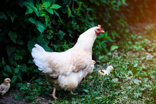 Photo chicken on a farm