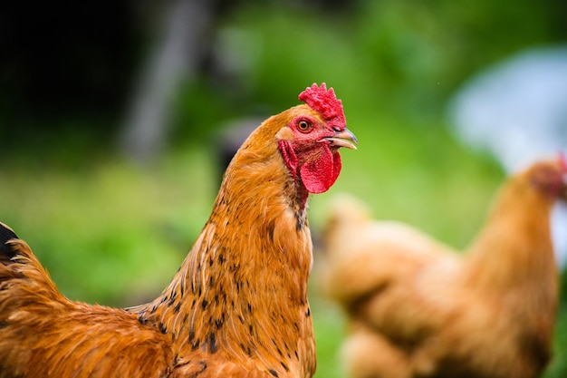 Chicken on a farm