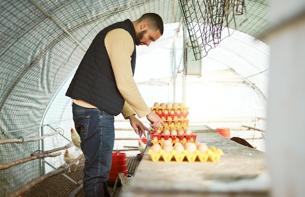 Chicken farmer eggs and man on farm in barn checking egg quality assessment tray organization and collection Harvest agriculture and poultry farming small business owner working in chicken coop