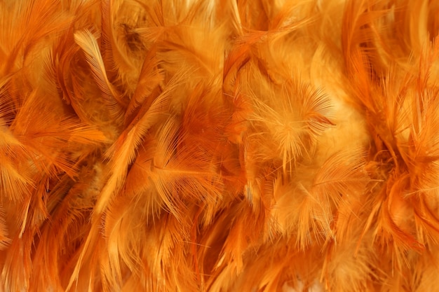 Chicken feather color orange.