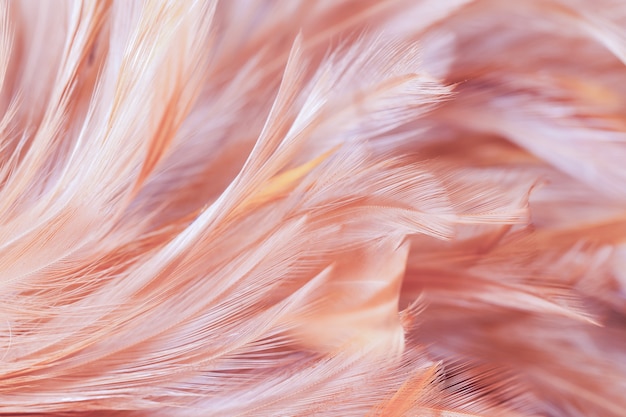 Chicken feather texture abstract background