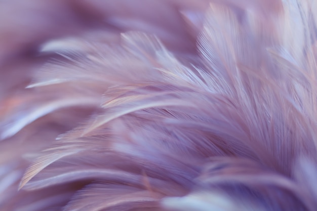 chicken feather texture for background