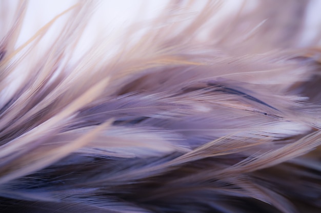 Фото Куриные перья в мягком и размытом стиле для фона