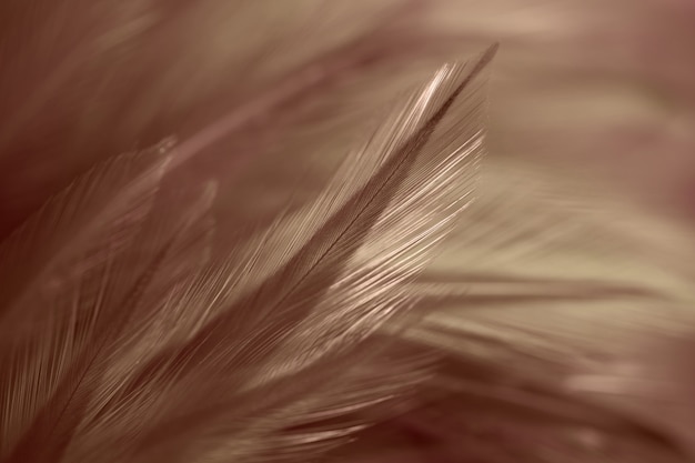 Chicken feathers in soft and blur style for the background