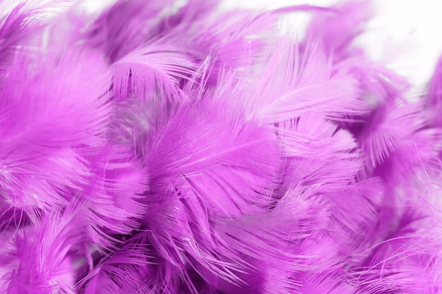 Chicken feathers in soft and blur style for the background