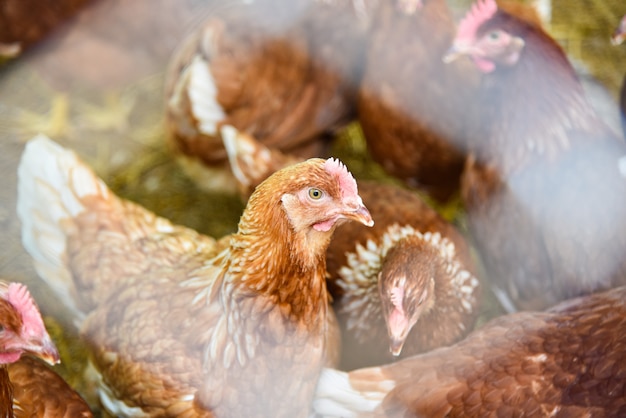 Chicken feeding in cage agriculture on indoors chicken farming product