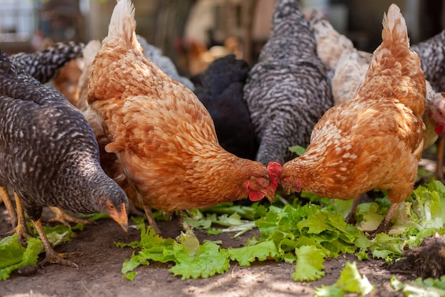 Photo chicken feeding on traditional rural barnyard hens on barn yard in eco farm