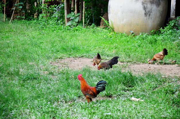 Pollo al campo in erba in thailandia