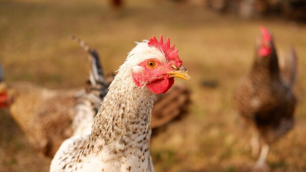 Chicken grazes on a farm in the village