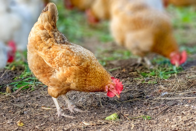 Chicken grazes in the farmyard yard